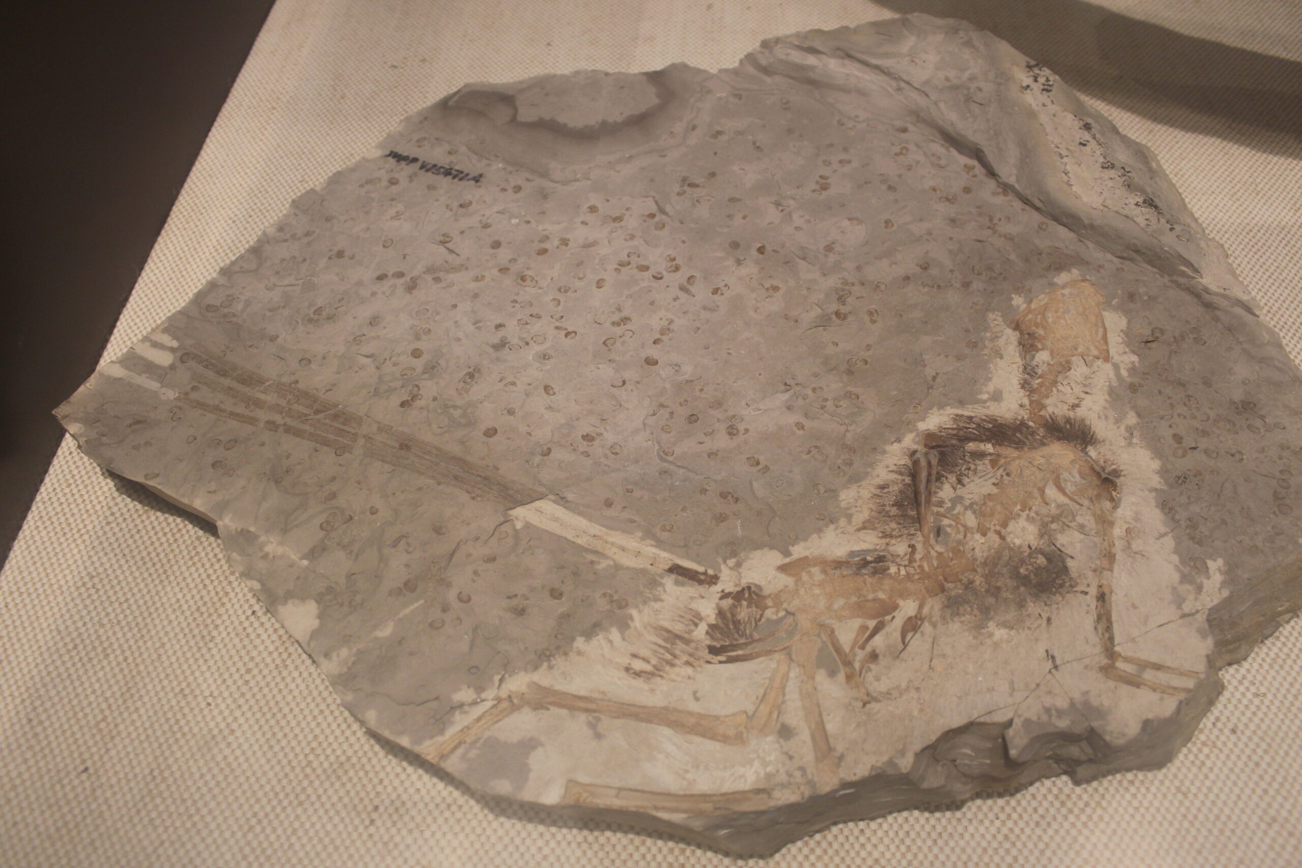 The “Tail Brush” of Epidexipteryx (image credits: wikimedia)