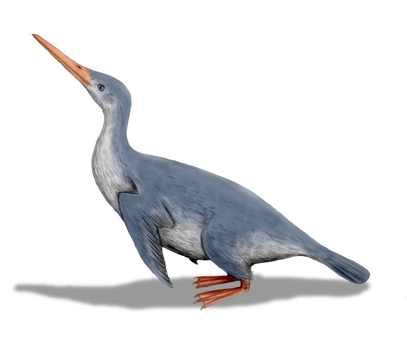 Fossil Penguins of New Zealand (image credits: wikimedia)