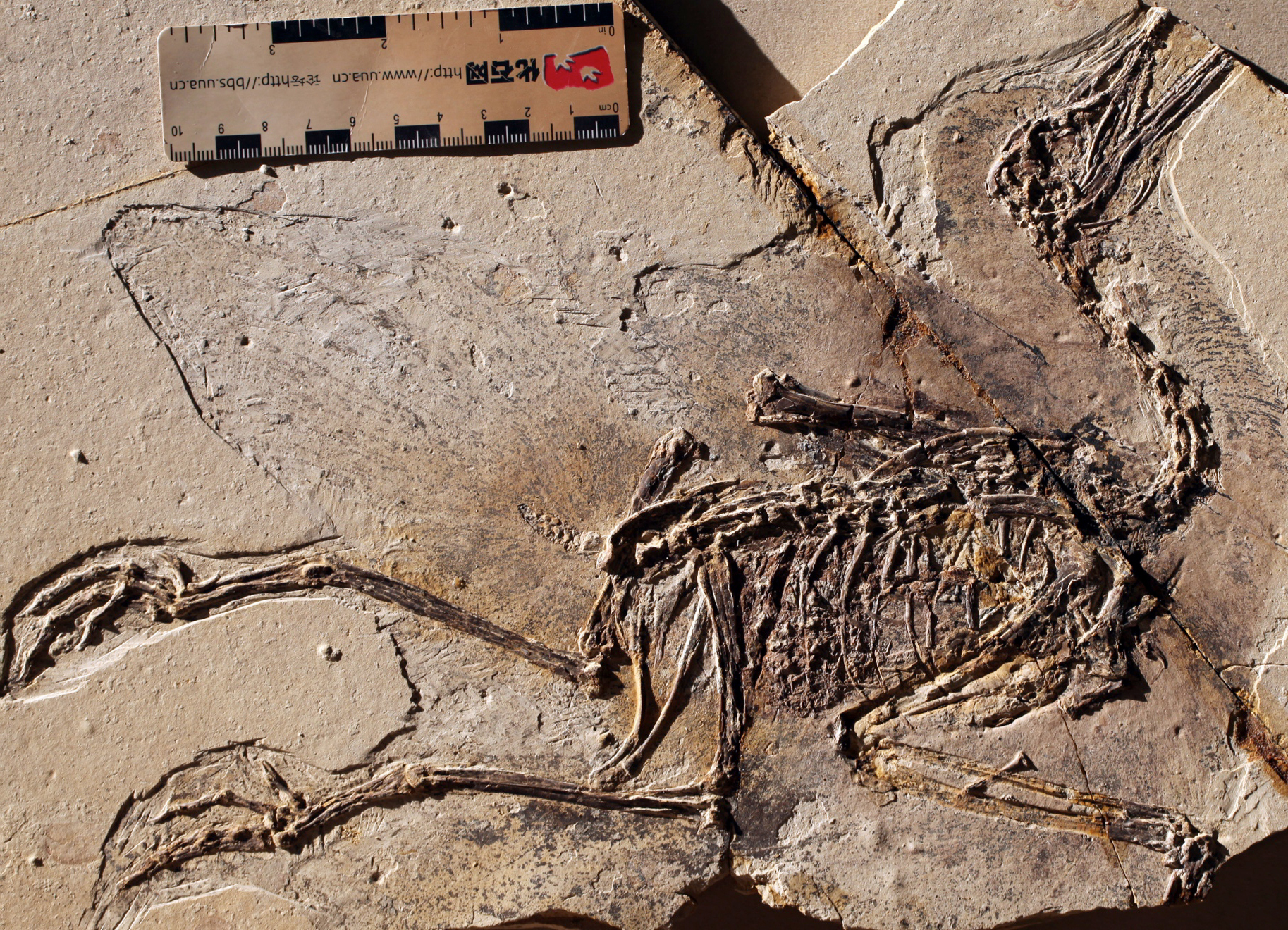 Yanornis: Fish-Eater With Streamlined Feathers (image credits: wikimedia)