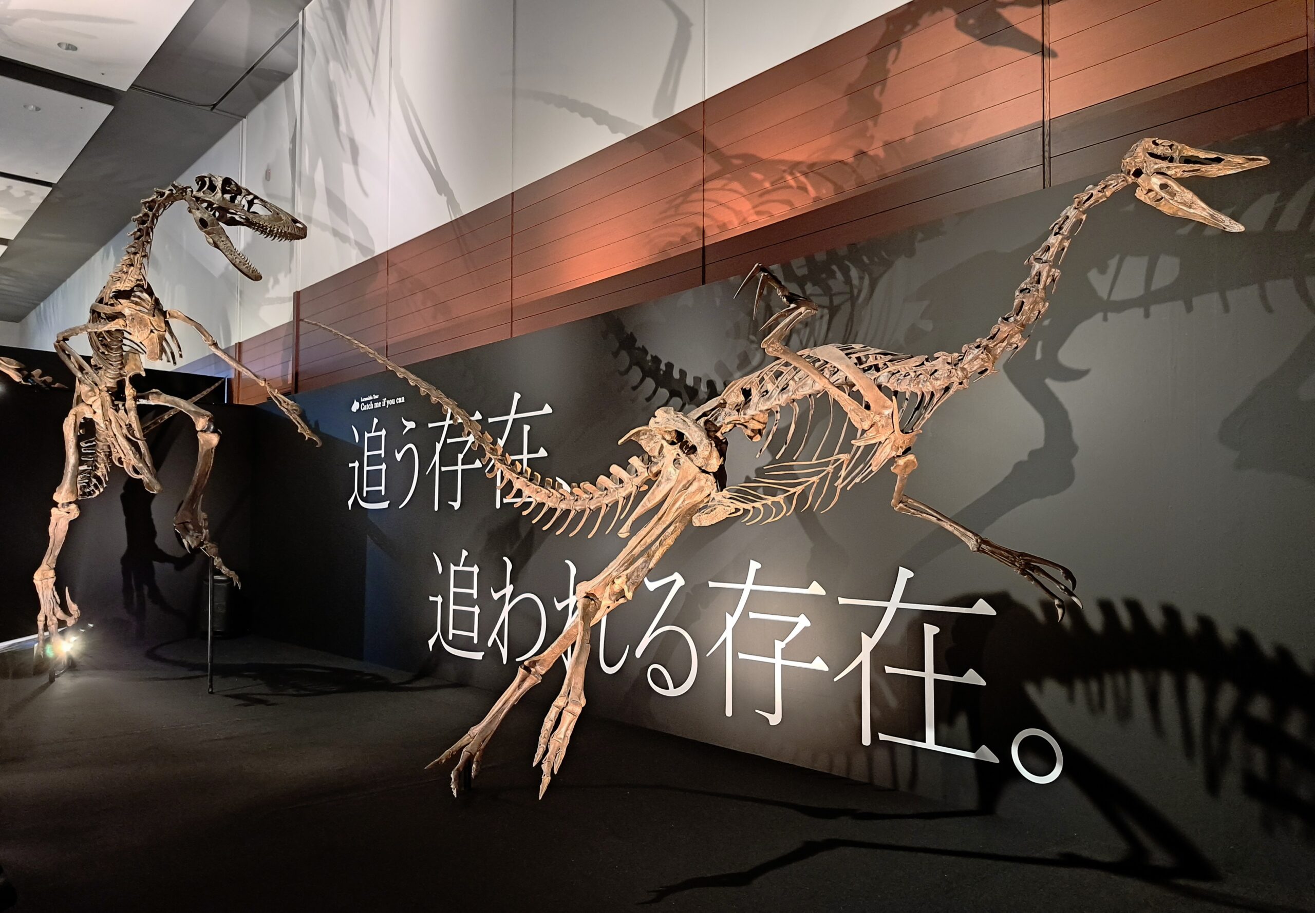 Feathered Giants: The Preserved Quill Knobs of Dakotaraptor (image credits: wikimedia)