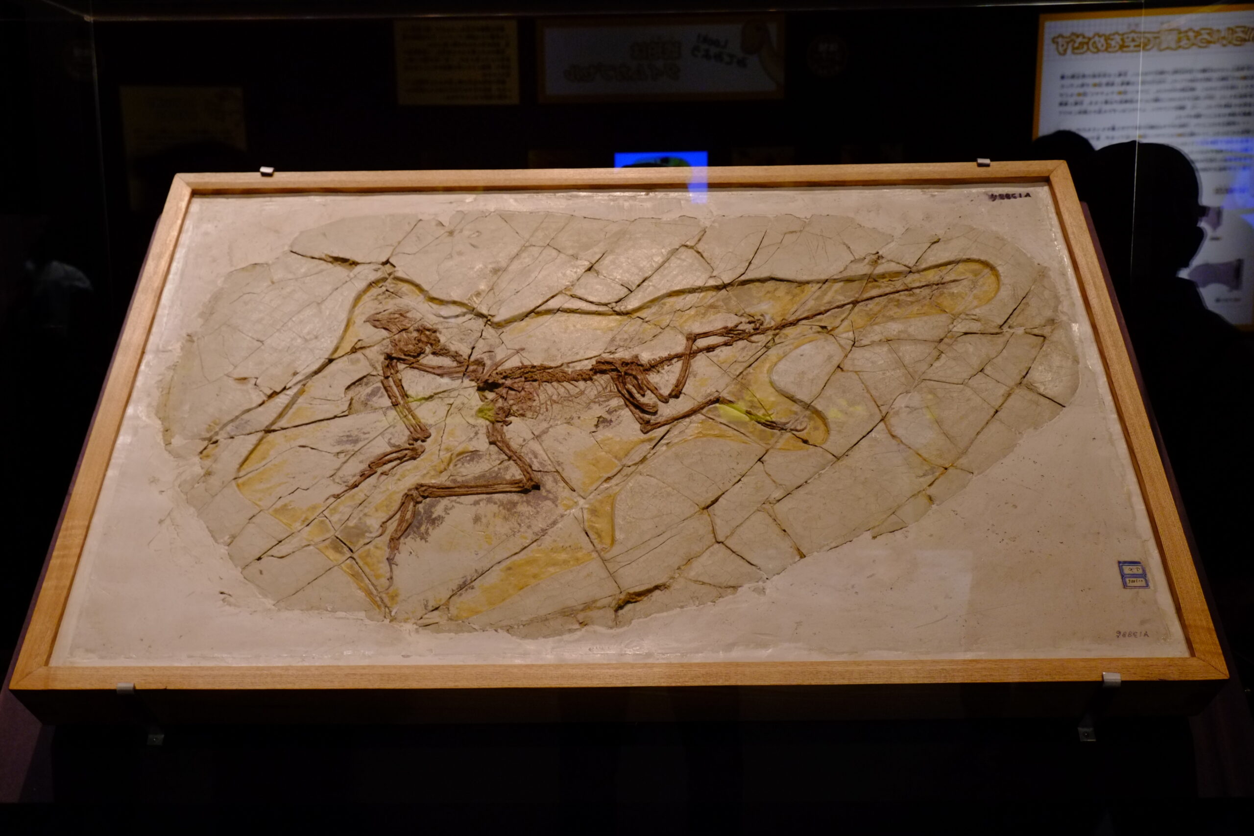 Jeholornis and the Seeds of Change (image credits: wikimedia)