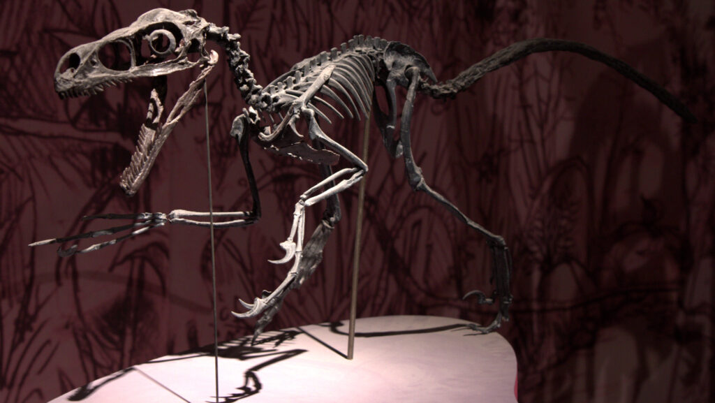 Skeletal mount of Bambiraptor on display at the 2010 “Dans l’ombre des dinosaures” dinosaur exhibition