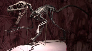 Skeletal mount of Bambiraptor on display at the 2010 “Dans l’ombre des dinosaures” dinosaur exhibition