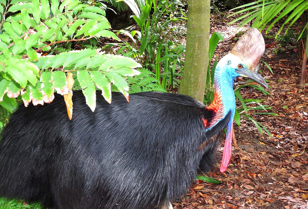 A Southern Cassowary with a casque and colorful neck stands among green foliage.