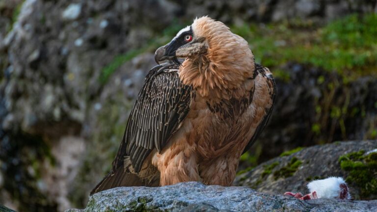 A close-up of a Bearded Vulture with pale head, black mask, and dark patterned wings.