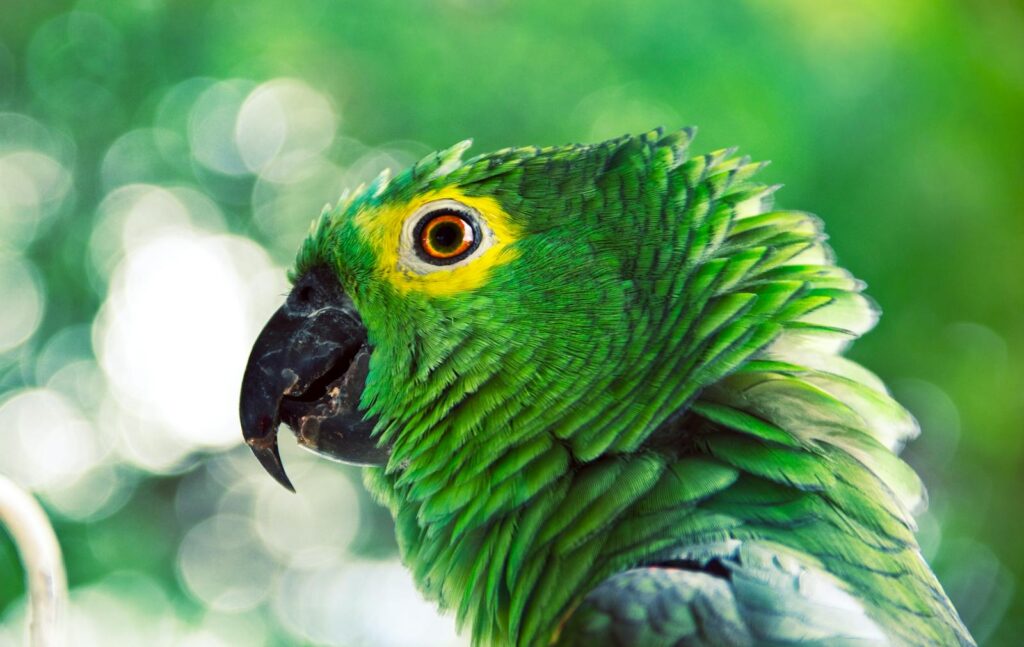 A green parrot with striking eye and plumage, perfect for wildlife and nature themes.