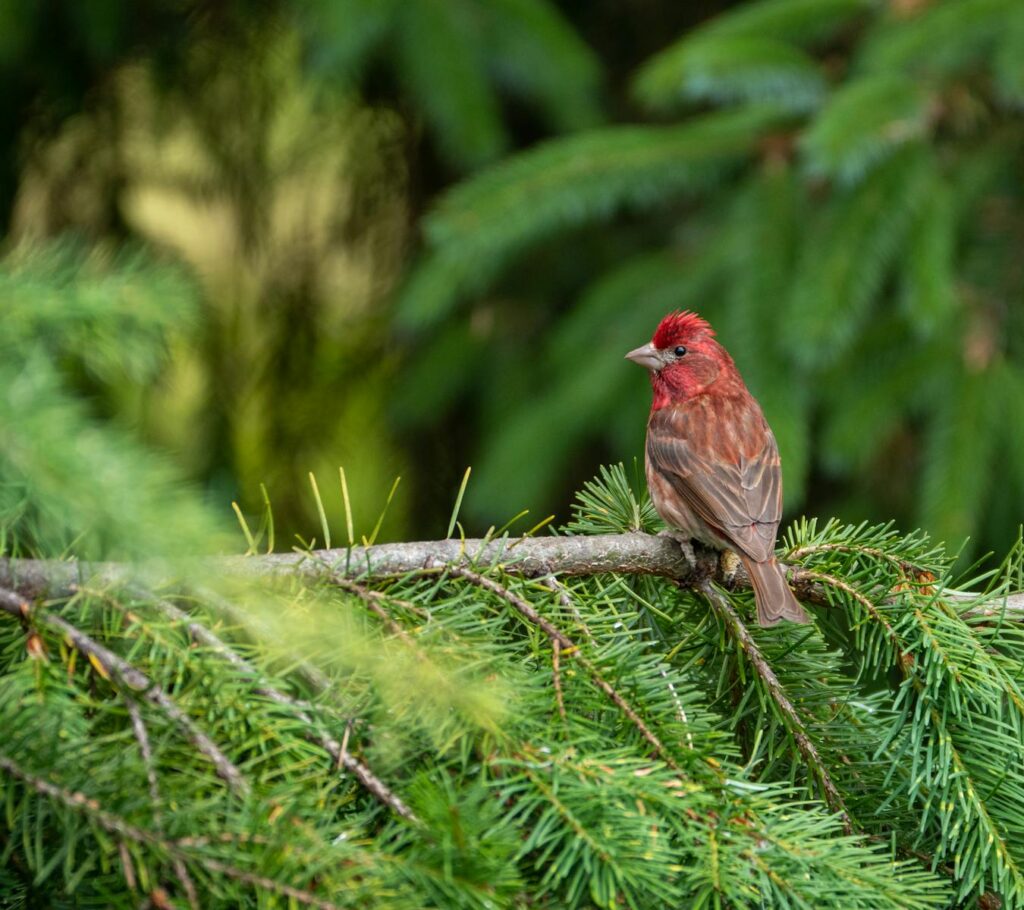 A Rosefinch perches on a conifer branch, showing its rosy-red plumage.