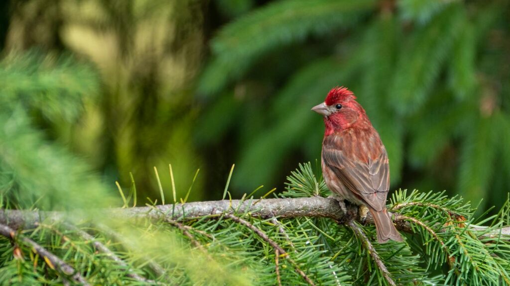 A Rosefinch perches on a conifer branch, showing its rosy-red plumage.