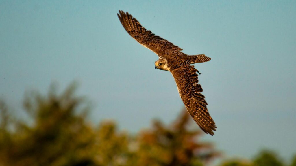 Saker falcon soaring in the sky with wings fully extended
