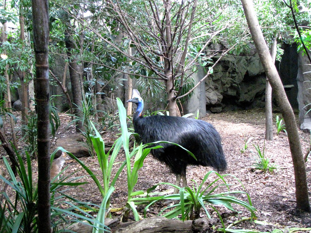 A southern cassowary with black feathers and a blue head stands in a green, wooded area.