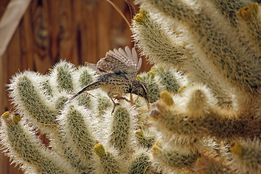 A cactus wren with speckled plumage lands on a spiny cholla cactus with outstretched wings.