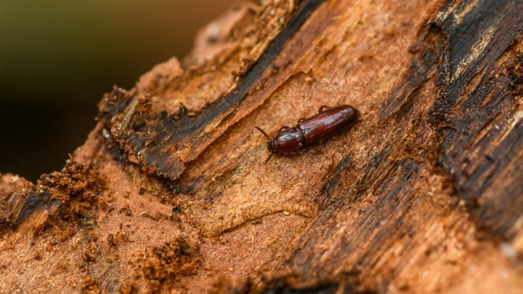 Red flour beetle crawling on rough, textured tree bark log