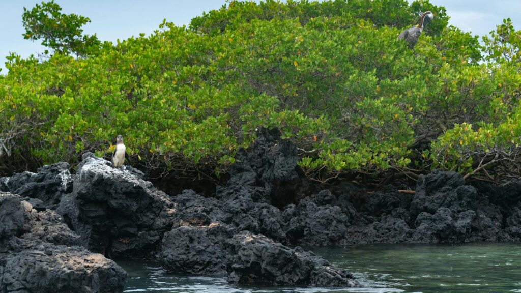 Rocky shoreline with dense mangrove trees along the coast