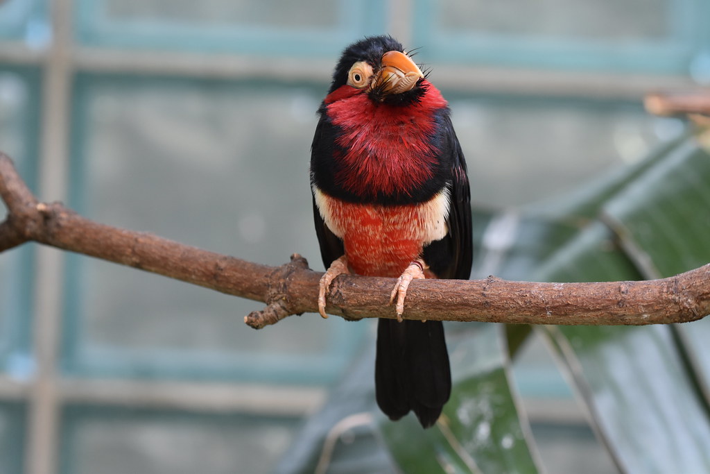 A colorful Bearded Barbet with red, black, and white plumage perches on a branch.