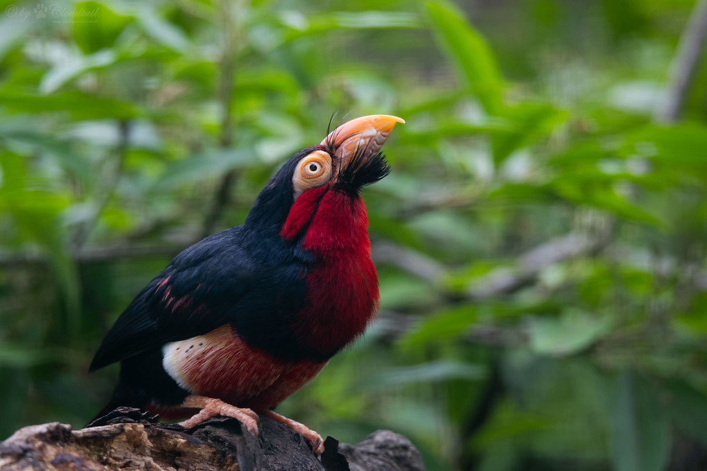 A colorful Bearded Barbet with a bright red chest looks upward from a perch.