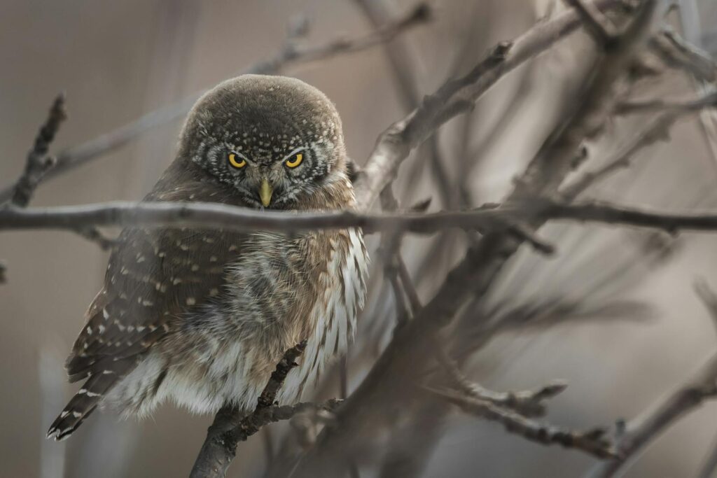 A Northern Pygmy-Owl perches on a bare branch, its intense yellow eyes gazing forward.