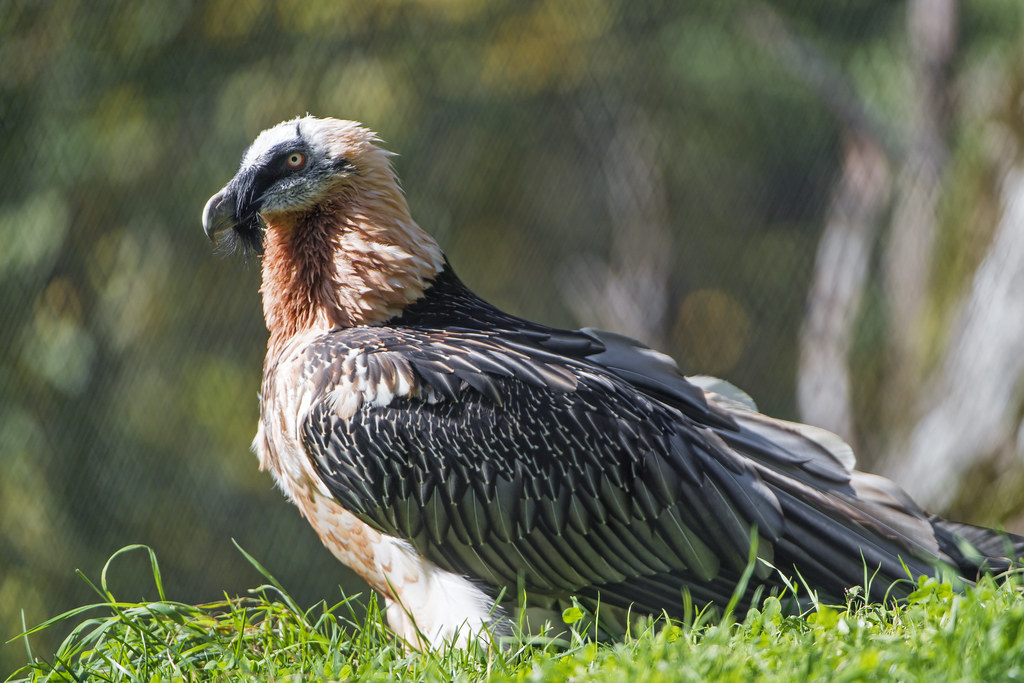 A bearded vulture with a black mask and white and orange feathers stands in green grass.