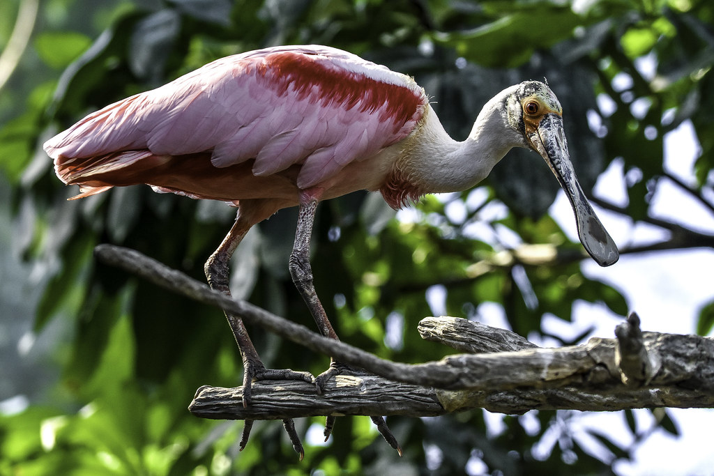 A vibrant Roseate Spoonbill displays its pink feathers and unique spoon-shaped bill.