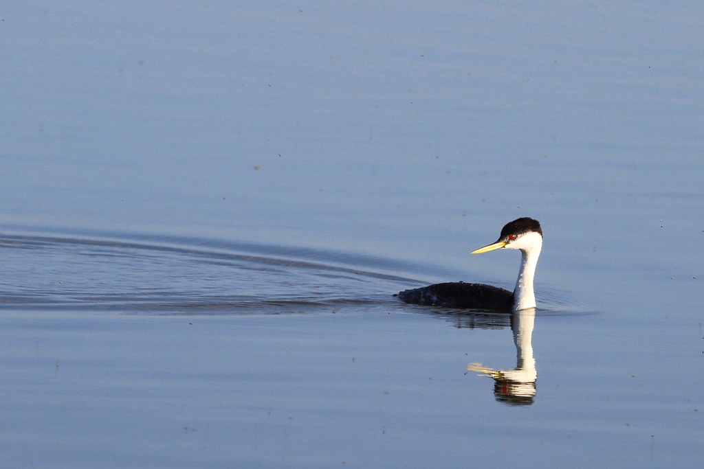 A Western Grebe with a black cap and yellow bill swims in calm blue water.