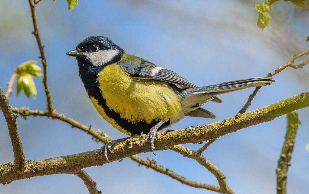 A Great Tit perches on a branch, showcasing its distinctive black and yellow plumage.