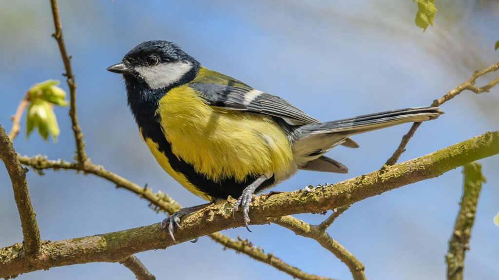A Great Tit perches on a branch, showcasing its distinctive black and yellow plumage.