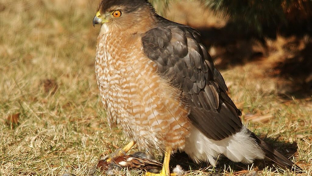 A Cooper's hawk stands on the grass with its prey, looking to the left.