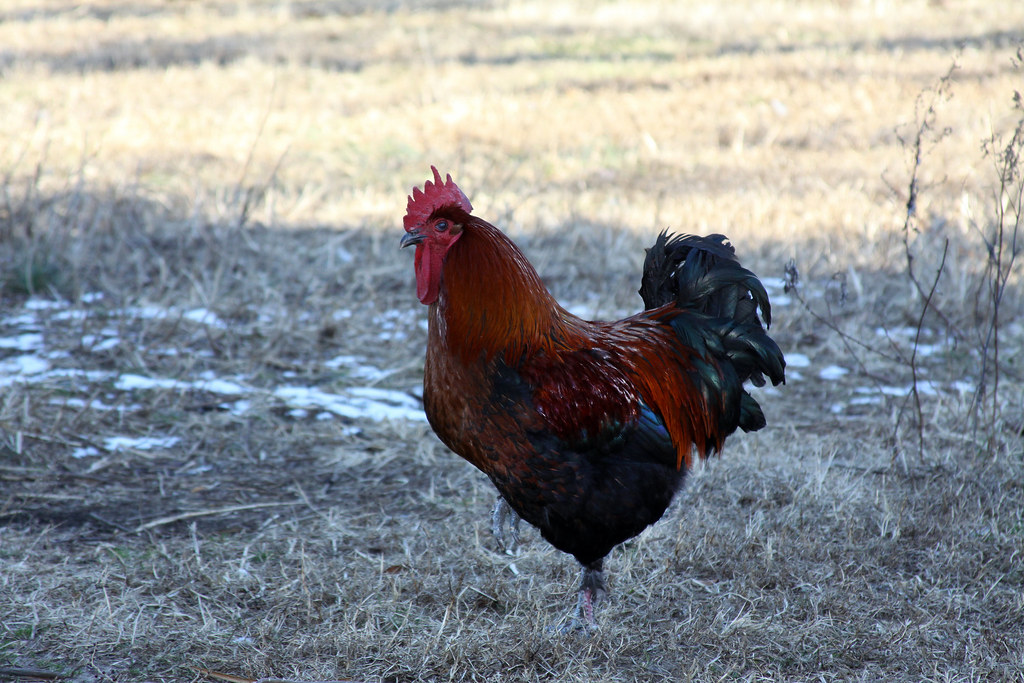 A handsome Copper Marans rooster with striking red and black feathers stands in a field.