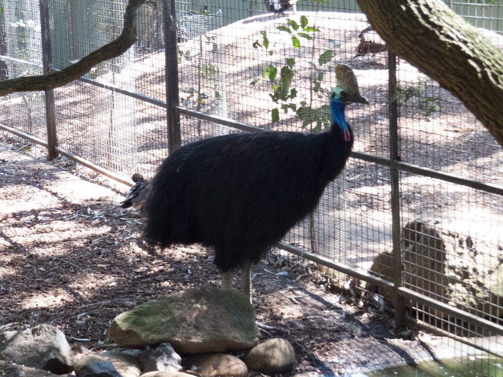 A Southern Cassowary with a casque and colorful neck stands in an enclosure.