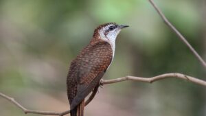 A banded bay cuckoo with patterned brown feathers perches on a branch.