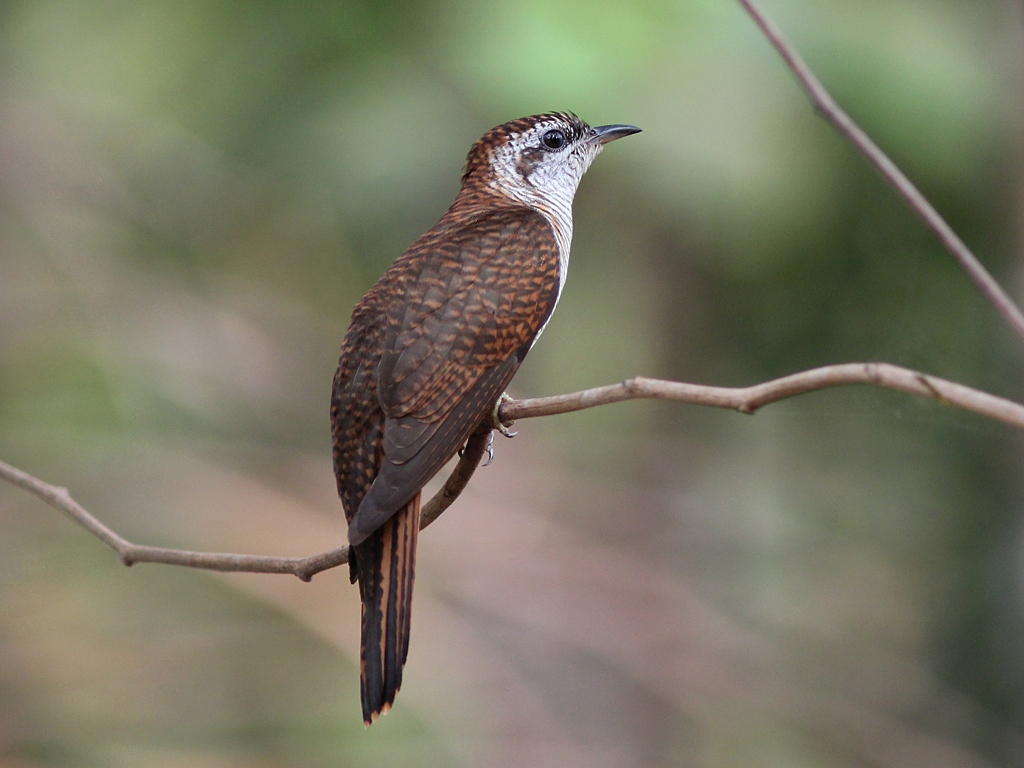 A banded bay cuckoo with patterned brown feathers perches on a branch.
