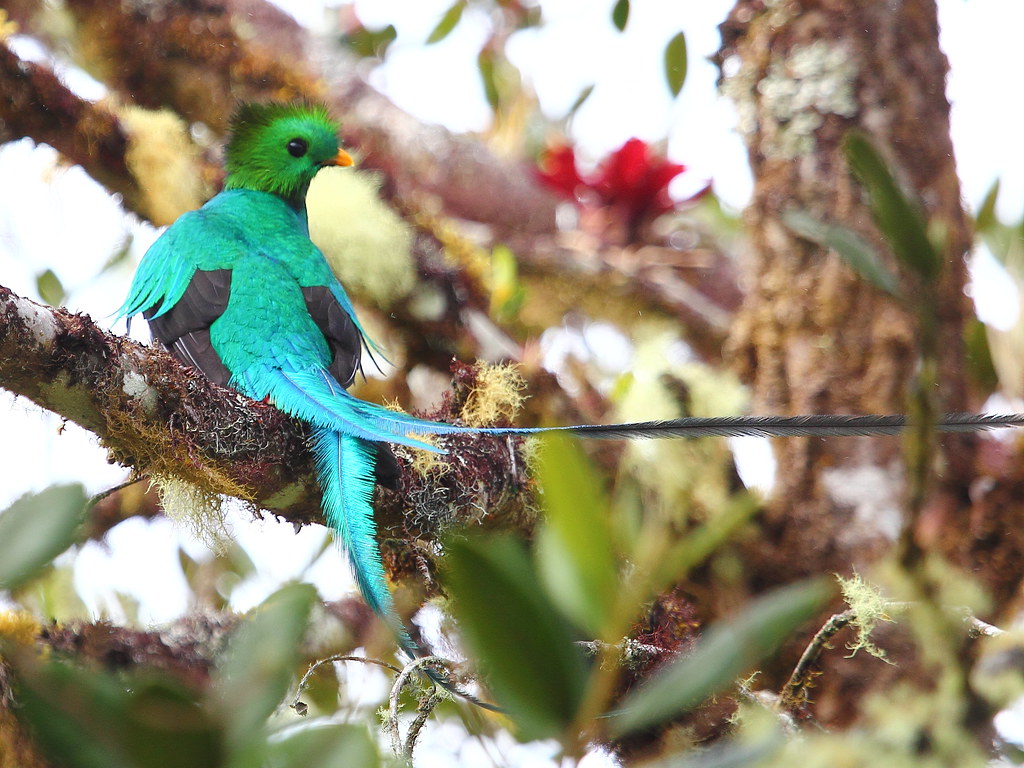 A Resplendent Quetzal with blue-green plumage and a long tail perches on a mossy branch.