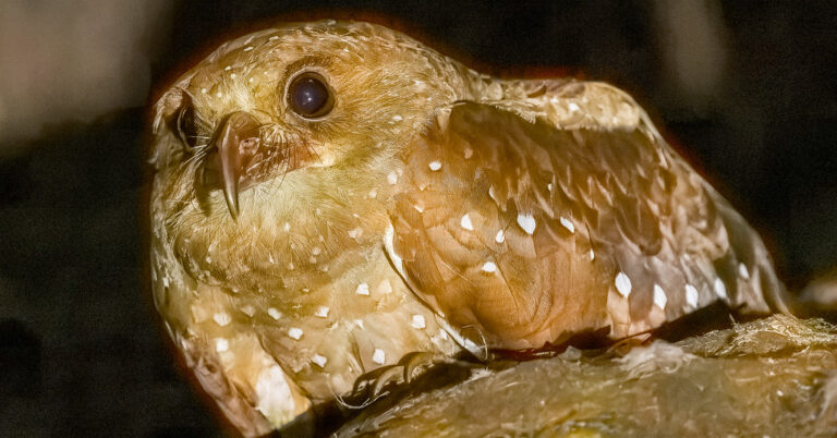 A close-up of an Oilbird with brown and white speckled plumage and large dark eyes.