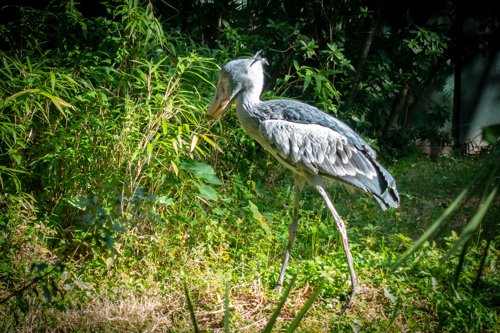 A Shoebill, a large grey bird with a massive shoe-shaped beak, stands in green foliage.