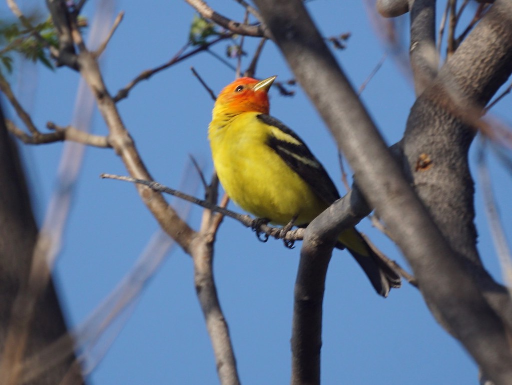 A Western Tanager with an orange head and yellow body perches on a bare branch.
