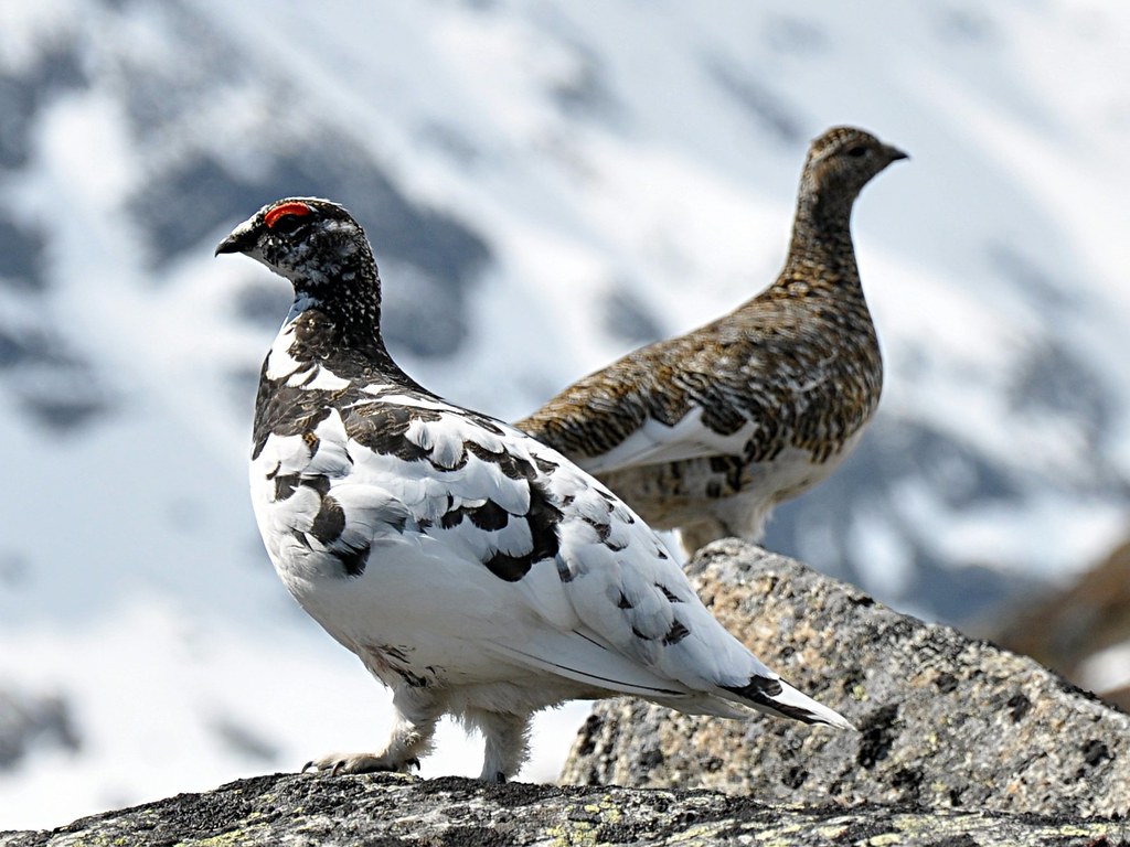 Two Rock Ptarmigan, in winter and summer plumage, perch on a rock.
