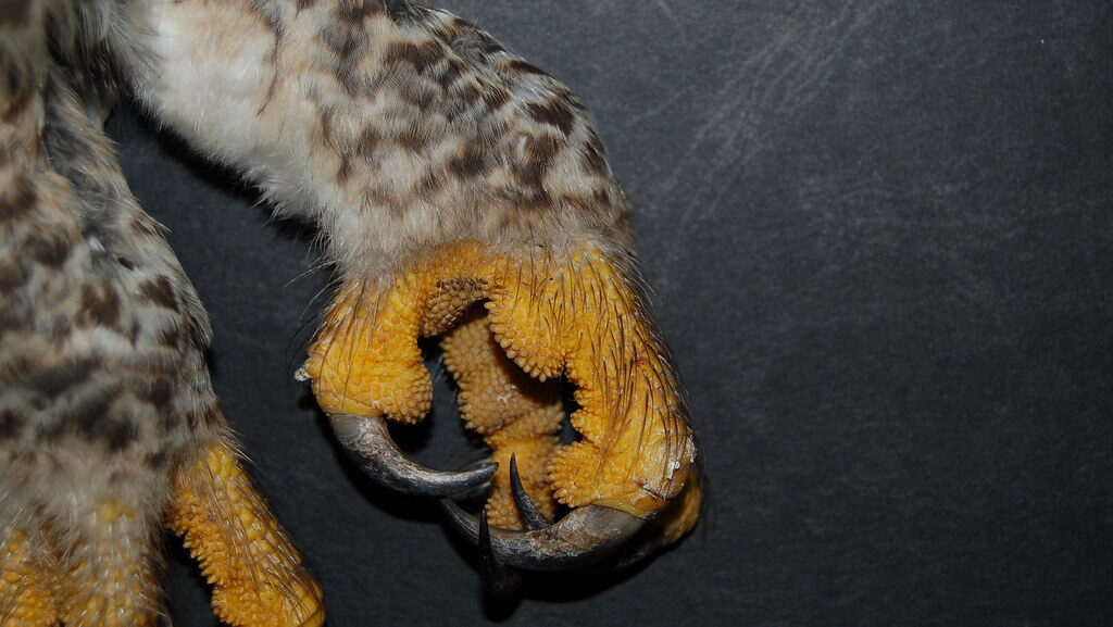 Close-up of an owl’s powerful talon