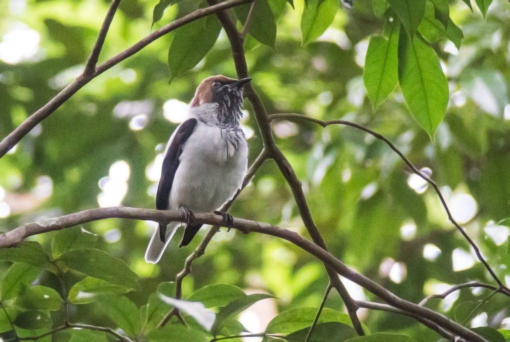 A bearded bellbird with a brown head and white and black body perches on a branch.