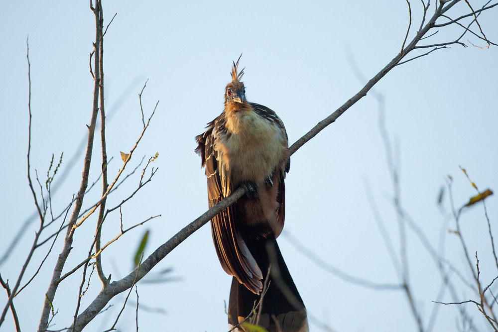 A Hoatzin bird with a prominent crest perches on a bare tree branch against a pale sky.
