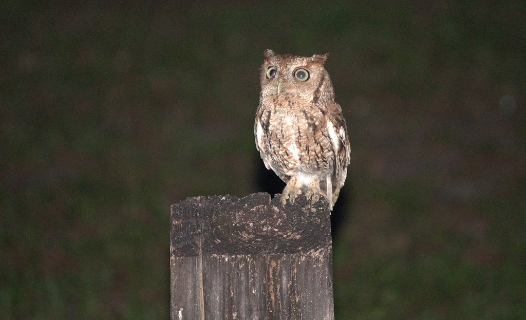 An Eastern Screech Owl perches on a wooden post at night, its large eyes wide open.