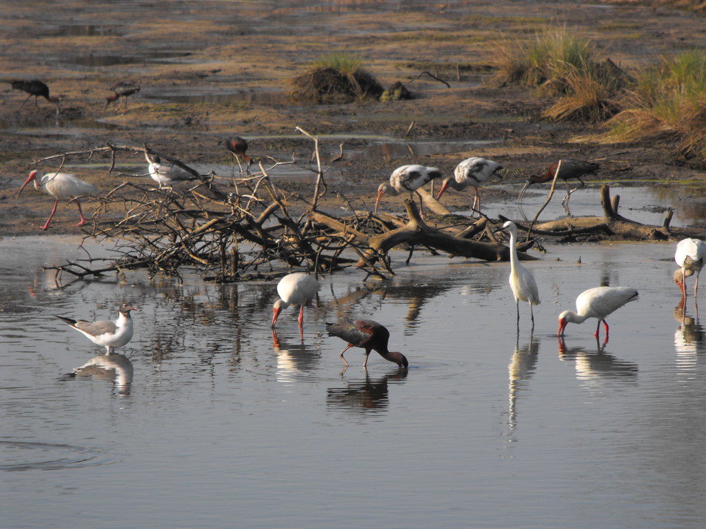 Various species including Glossy Ibises and gulls wade in shallow water.