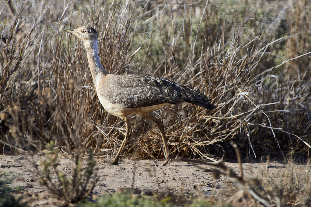 A tall bird with mottled brown feathers and a long neck walks through dry grasses.