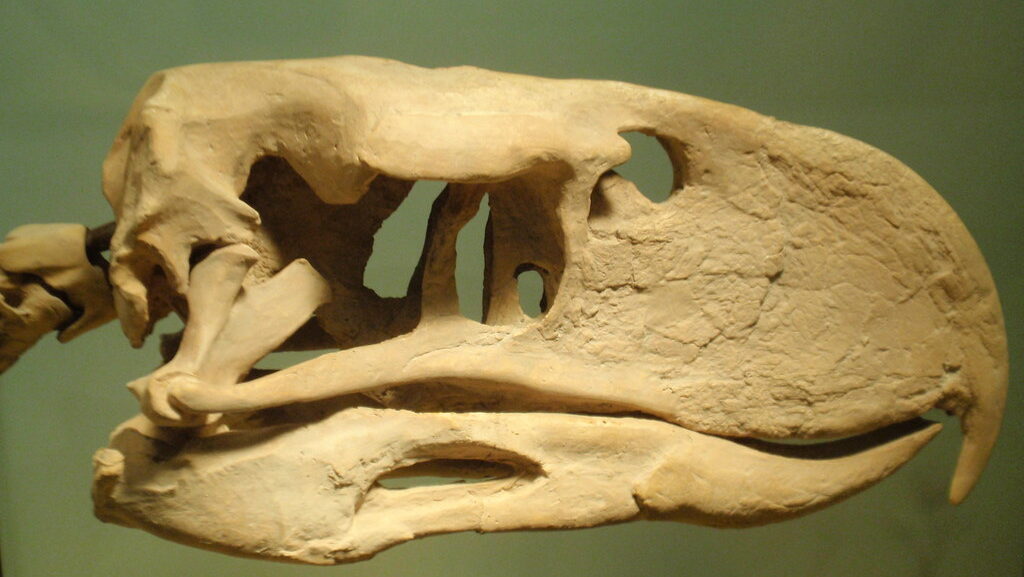 A large, fossilized skull, likely belonging to a prehistoric bird like a Dodo, shows prominent bone structures.