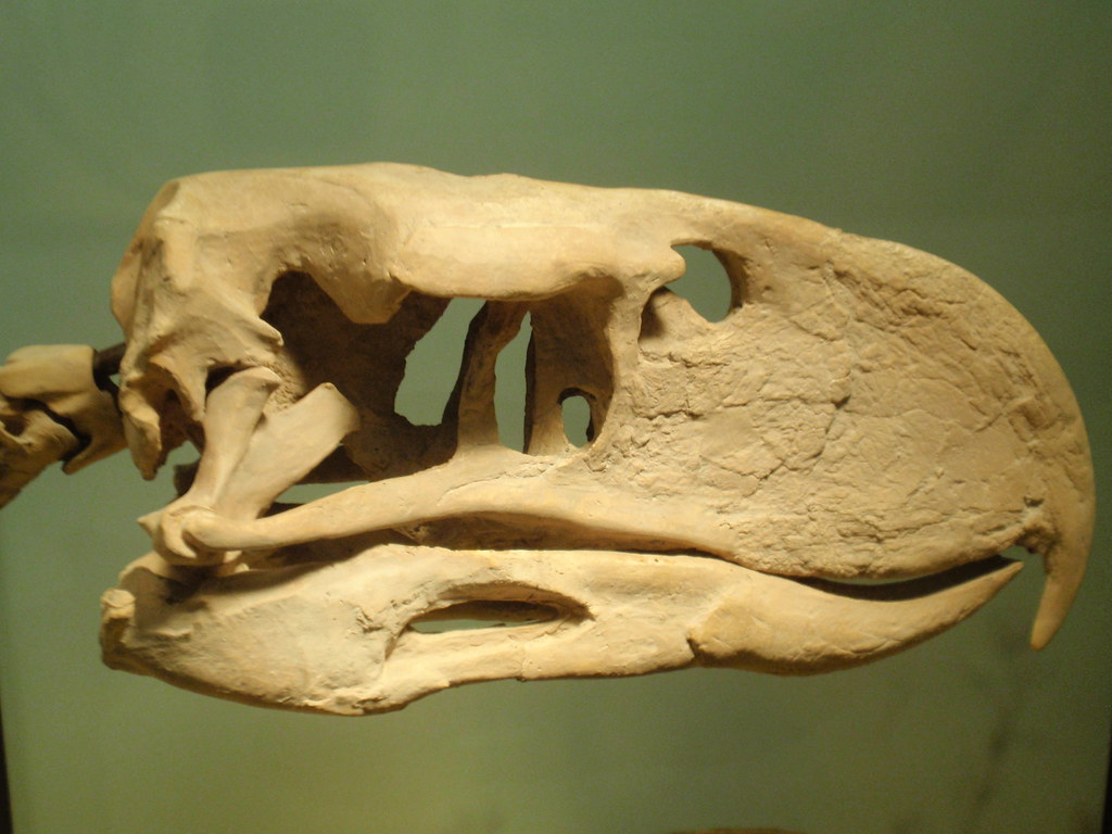 A large, fossilized skull, likely belonging to a prehistoric bird like a Dodo, shows prominent bone structures.