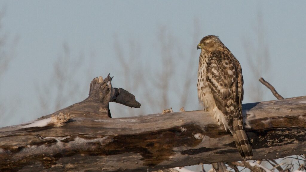 A brown and white Northern Goshawk perches on a snow-dusted log, looking right.