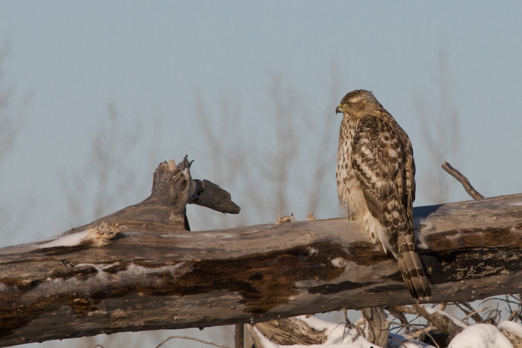 A brown and white Northern Goshawk perches on a snow-dusted log, looking right.