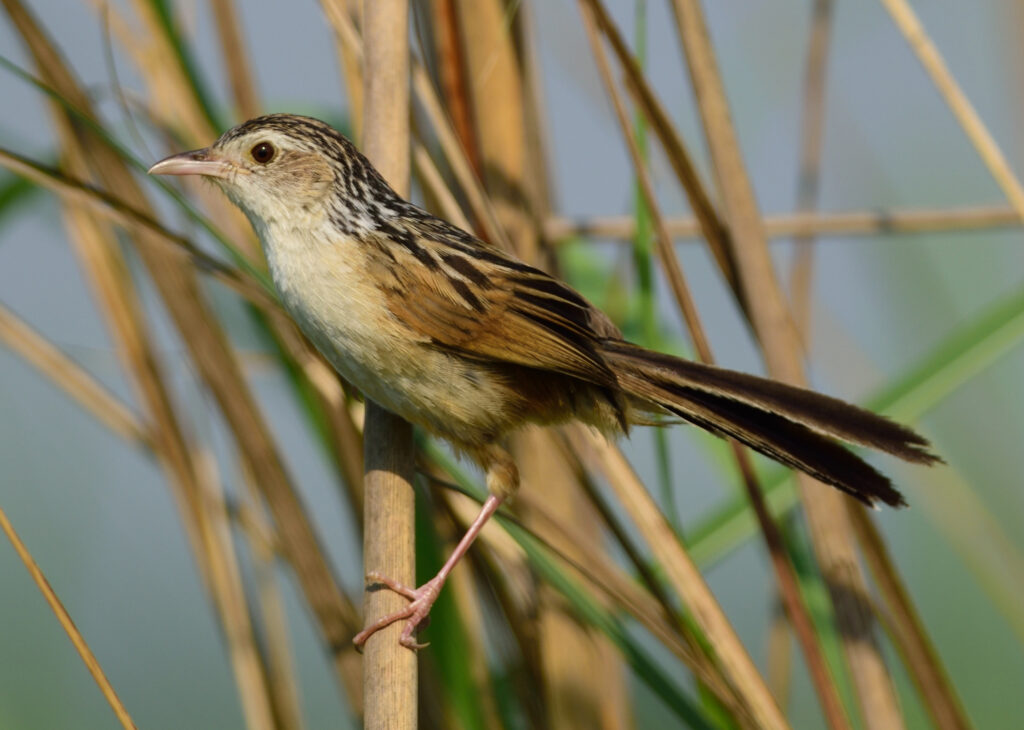 An Indian Grassbird with a streaky brown back and pale belly perches on a reed.
