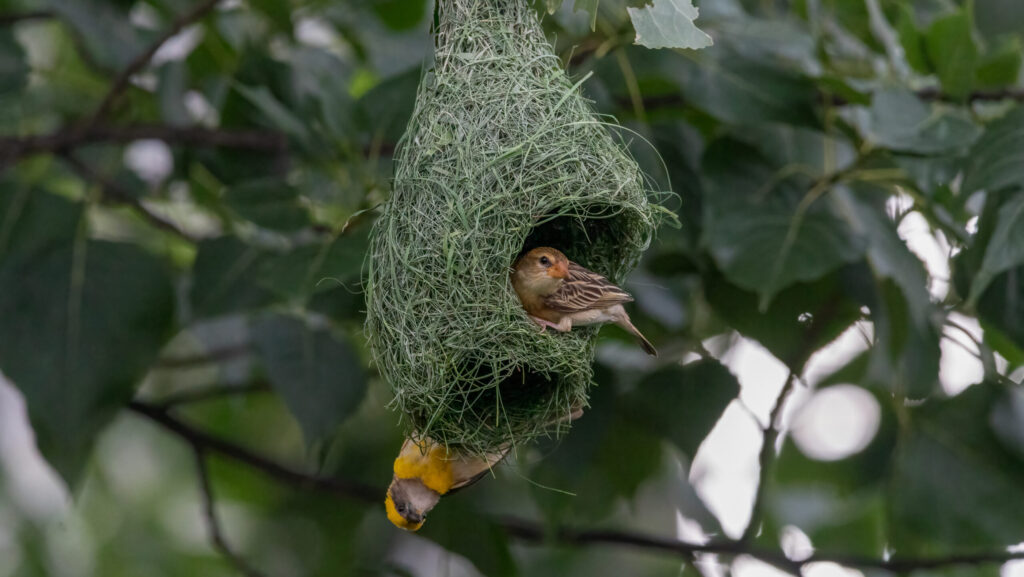 Female baya weaver nestled inside a woven grass nest