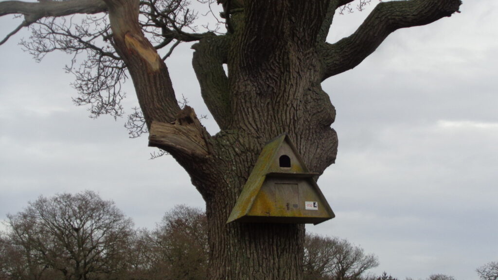 Barn owl nest box