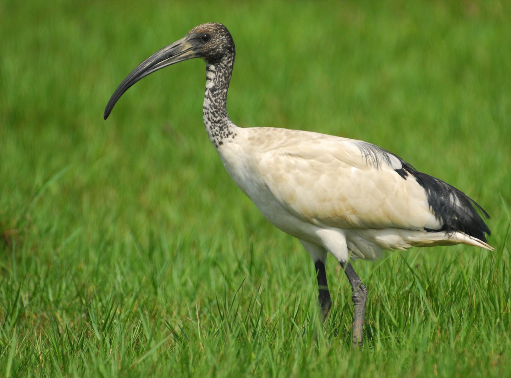 An African sacred ibis with a black head and white body stands in a grassy field.