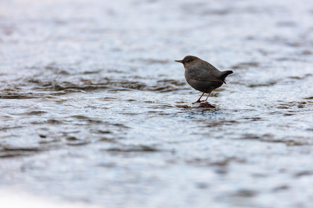 An American Dipper, a small brown bird, stands on a rock in shallow water.